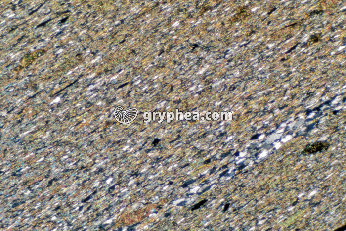 Schiste sédimentaire LPA x10 - gryphea.org